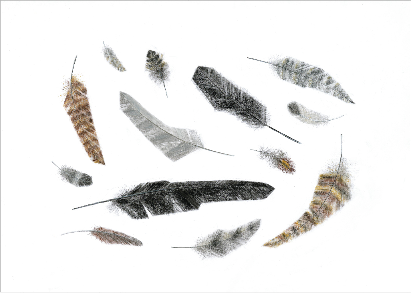 GT art web feathers 1 outline